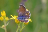 Polyommatus icarus