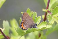 Satyrium pruni
