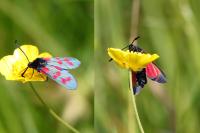 Zygaena filipendulae