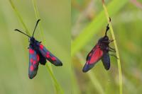 Zygaena trifolii