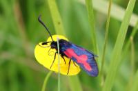 Zygaena trifolii