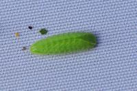 Thecla betulae