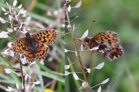 Boloria dia