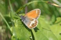 Coenonympha arcania