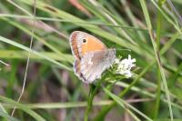 Coenonympha pamphilus