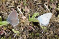 Cupido minimus