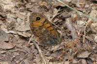 Lasiommata megera