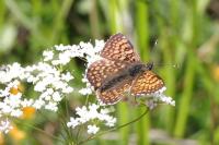 Melitaea cinxia