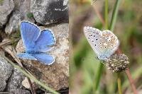 Lysandra bellargus