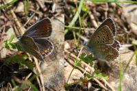 Polyommatus icarus