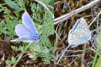 Polyommatus icarus