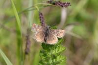 Erynnis tages