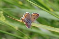 Aricia agestis