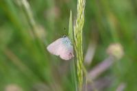 Callophrys rubi