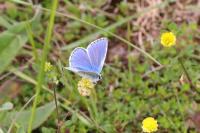 Lysandra bellargus
