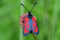 Zygaena minos/purpuralis