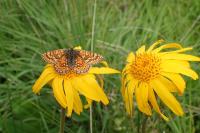 Euphydryas aurinia aurinia