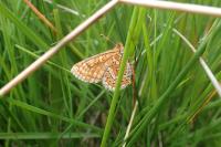 Euphydryas aurinia aurinia