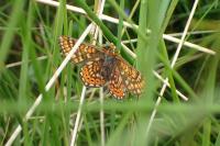 Euphydryas aurinia aurinia