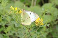 Colias hyale/alfacariensis