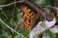 Polygonia c-album