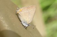 Satyrium acaciae