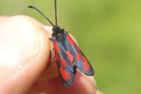 Zygaena loti