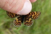 Melitaea athalia/celadussa