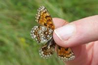 Melitaea athalia/celadussa
