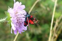 Zygaena ephialtes