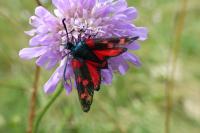 Zygaena ephialtes