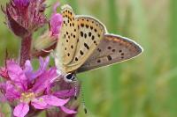 Lycaena tityrus