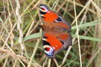 Aglais io