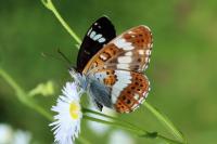 Limenitis camilla