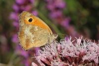 Pyronia tithonus