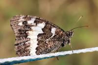 Brintesia circe