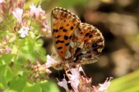 Boloria dia