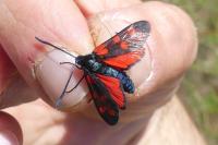 Zygaena transalpina