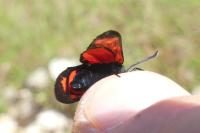 Zygaena transalpina