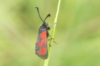 Zygaena loti