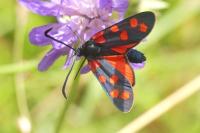 Zygaena transalpina