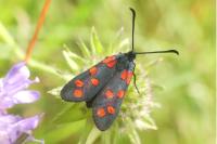 Zygaena transalpina