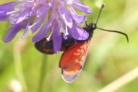 Zygaena transalpina