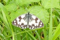 Melanargia galathea