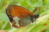Coenonympha arcania
