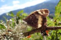 Brintesia circe