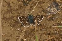 Spialia sertorius