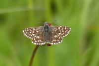 Pyrgus malvae