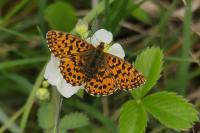 Boloria dia