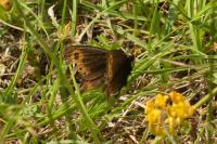 Erebia medusa